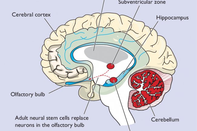 The rise of neural stem cells: From development to disease