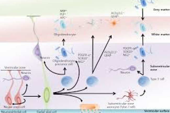 Ectopic recruitment of neuroblasts in striatal myelin bundles and nucleus accumbens following AraC chemical lesion