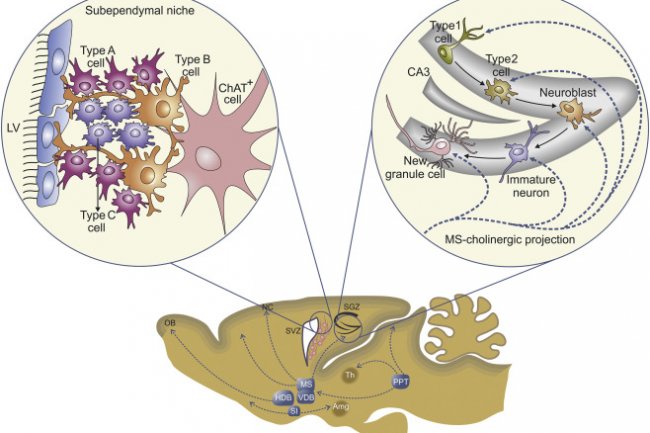 Distinct roles of TET-mediated cytosine oxidation in neural stem cell fate decisions