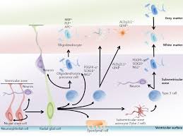 Ectopic recruitment of neuroblasts in striatal myelin bundles and nucleus accumbens following AraC chemical lesion